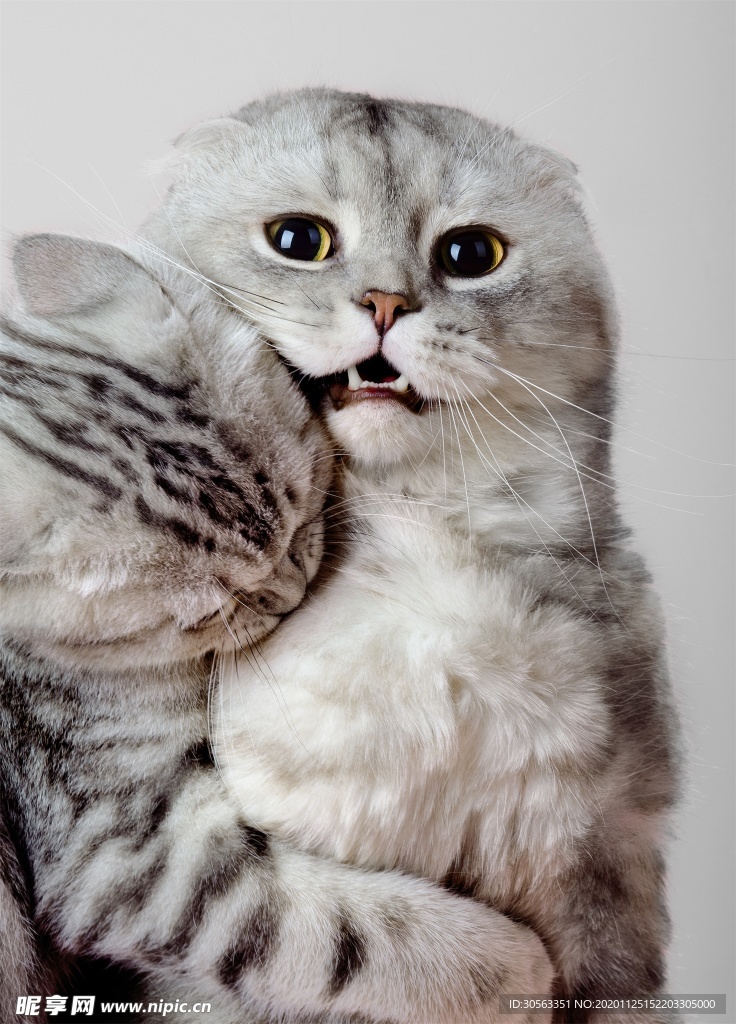 宠物猫