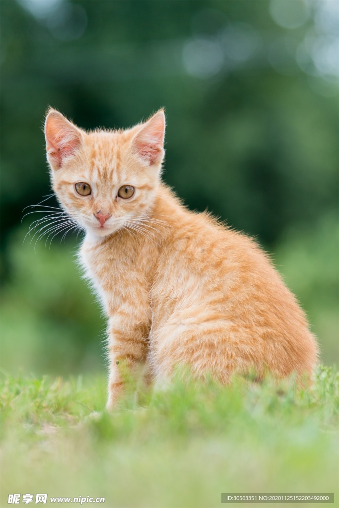 宠物猫