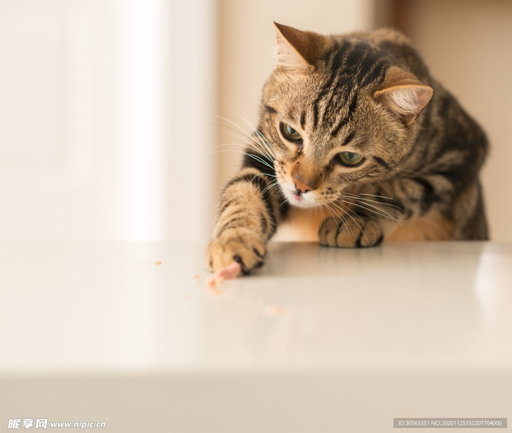 宠物猫