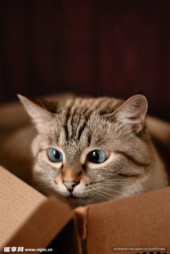 宠物猫