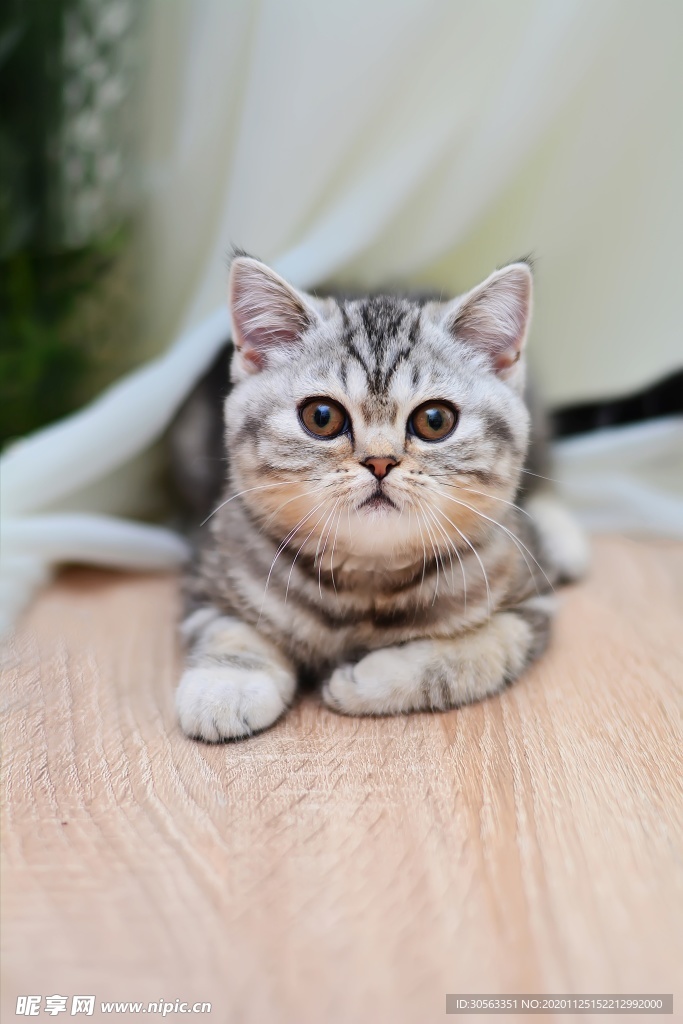 宠物猫