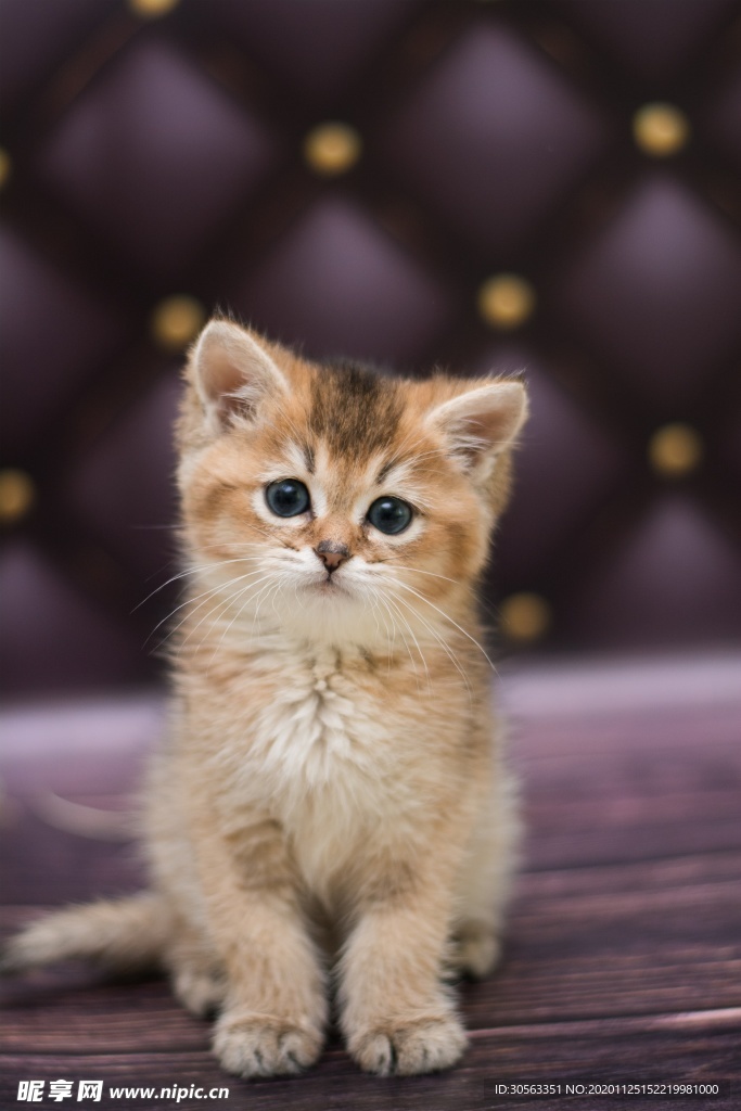 宠物猫