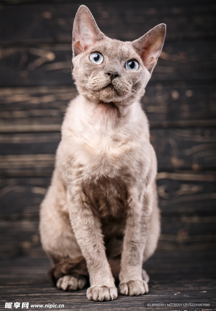 宠物猫