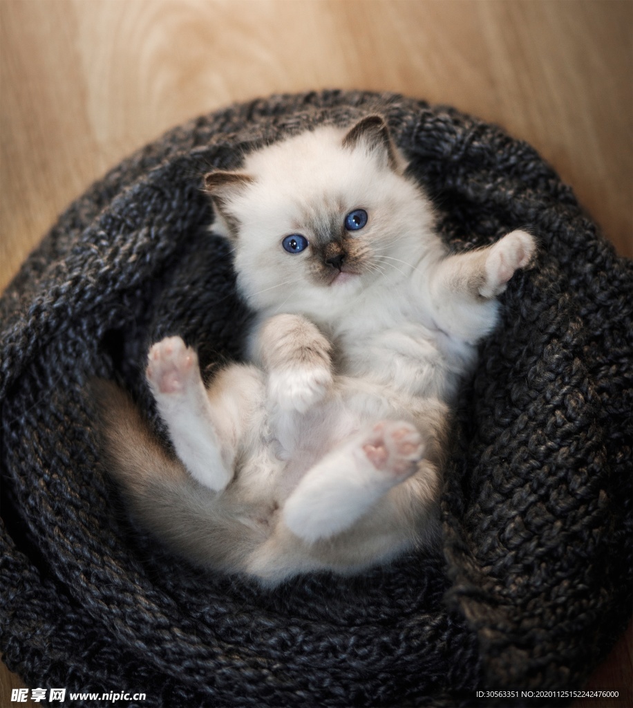 宠物猫
