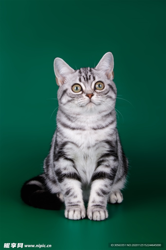 宠物猫
