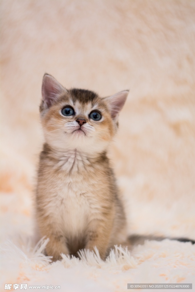 宠物猫