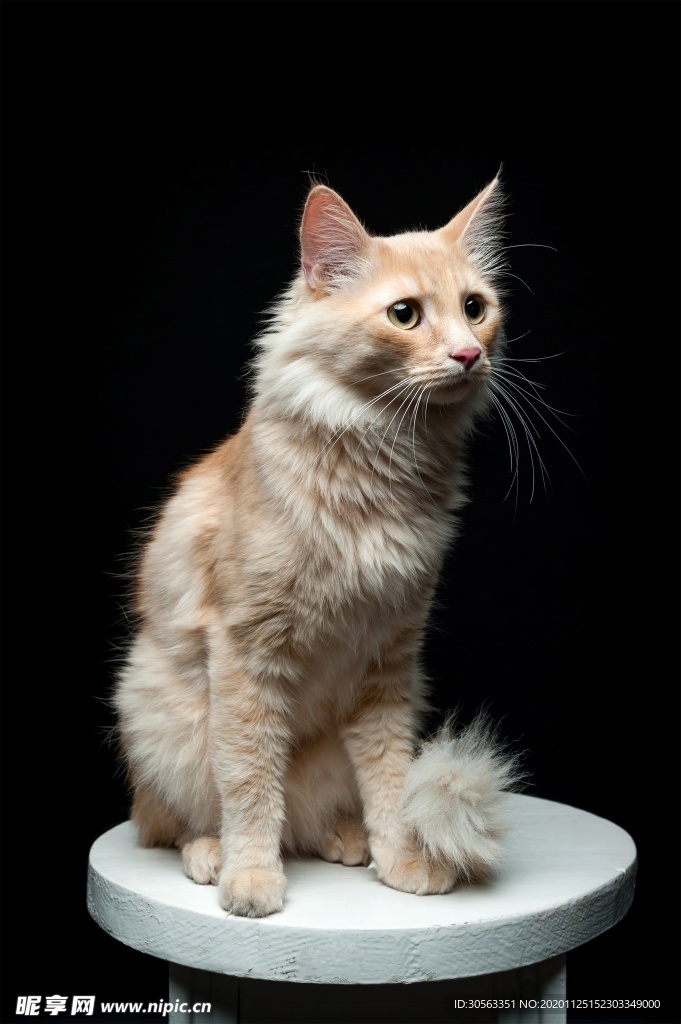 宠物猫