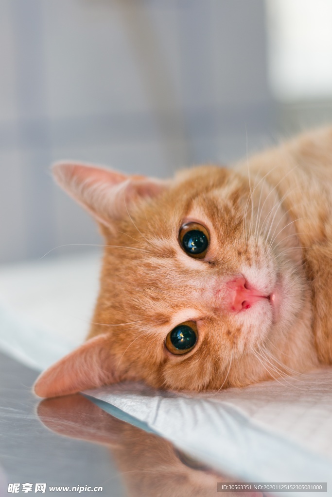 宠物猫
