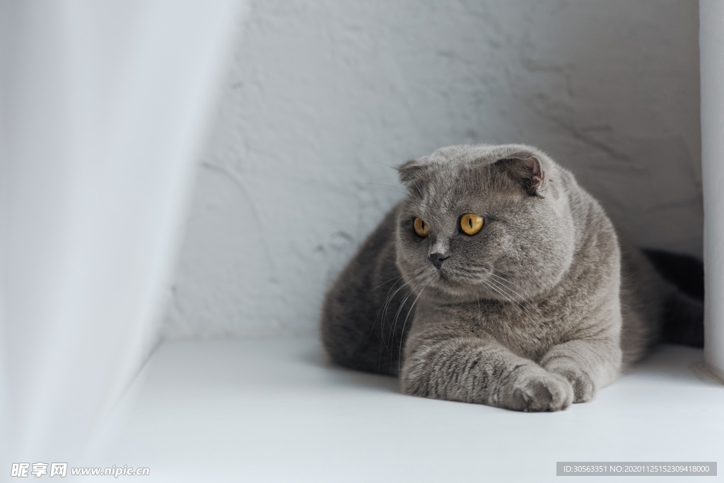 宠物猫