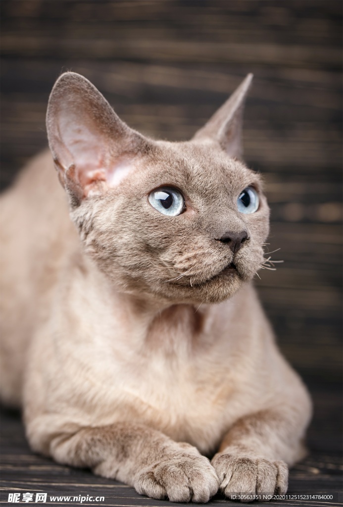 宠物猫