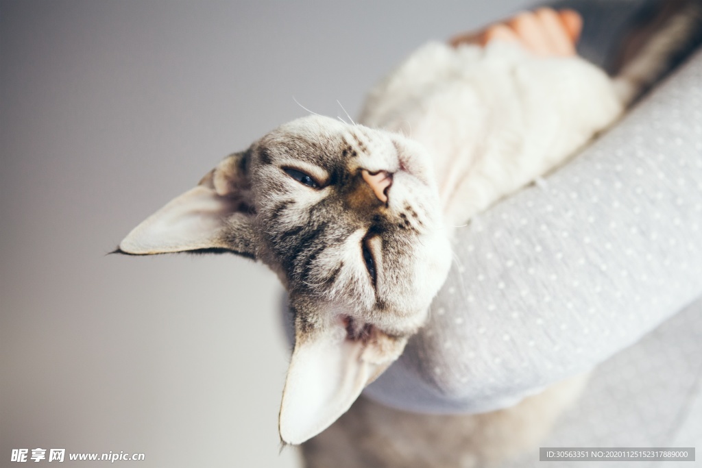 宠物猫