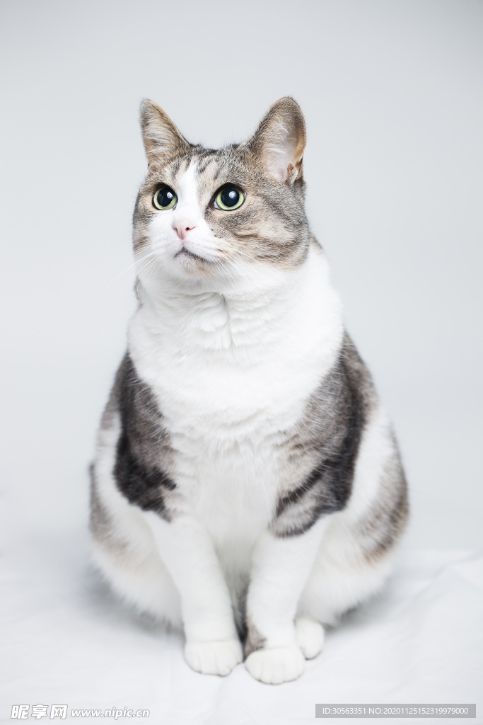 宠物猫