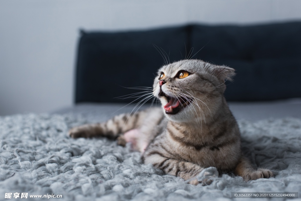 宠物猫