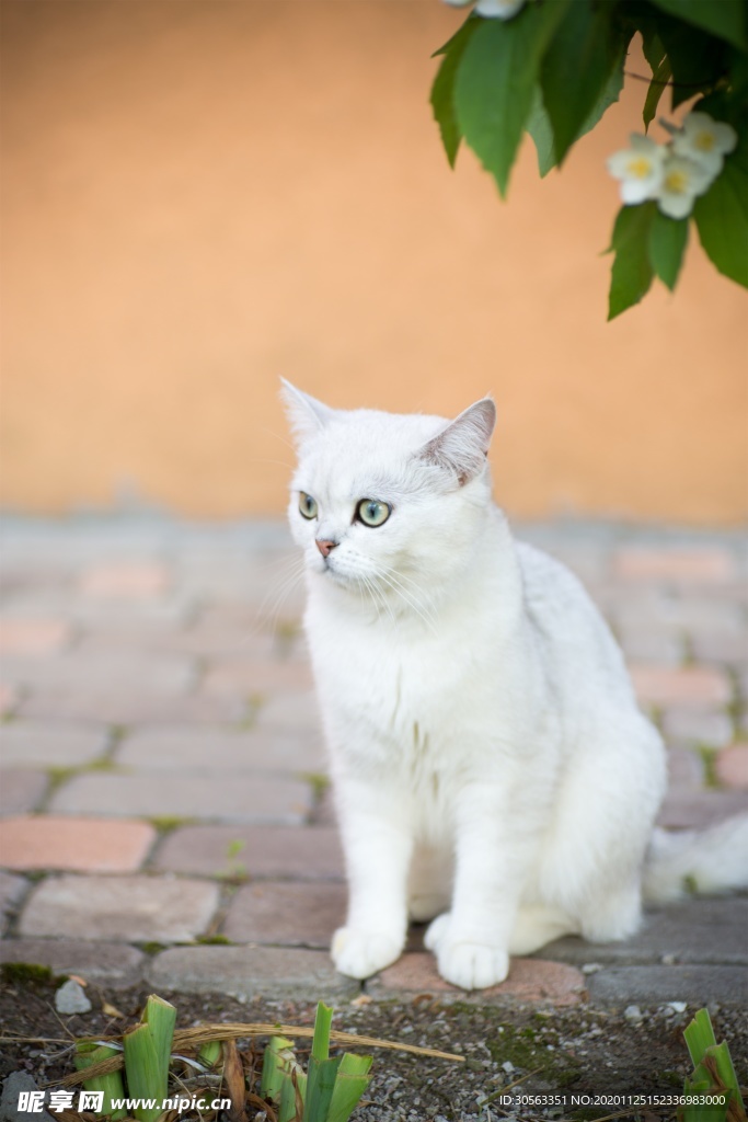 宠物猫