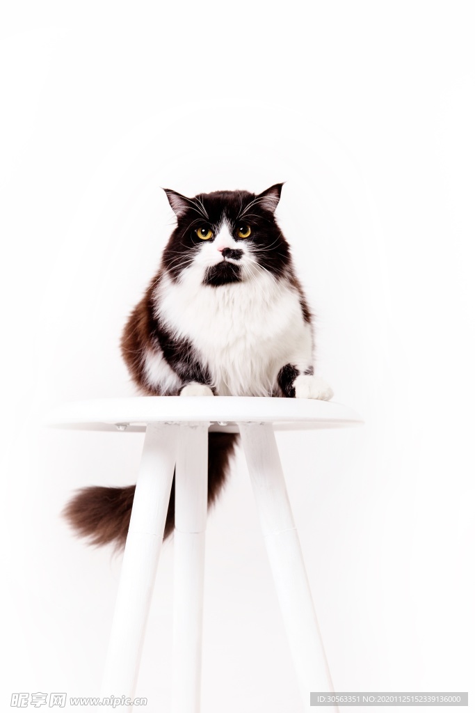 宠物猫