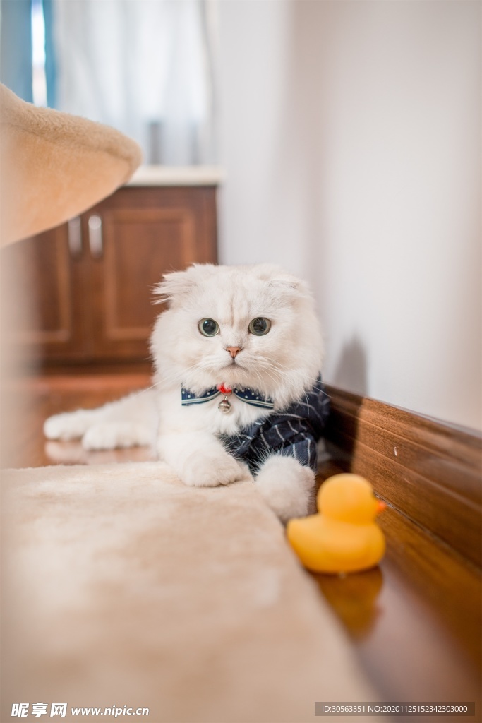 宠物猫