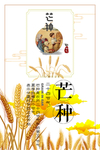 芒种