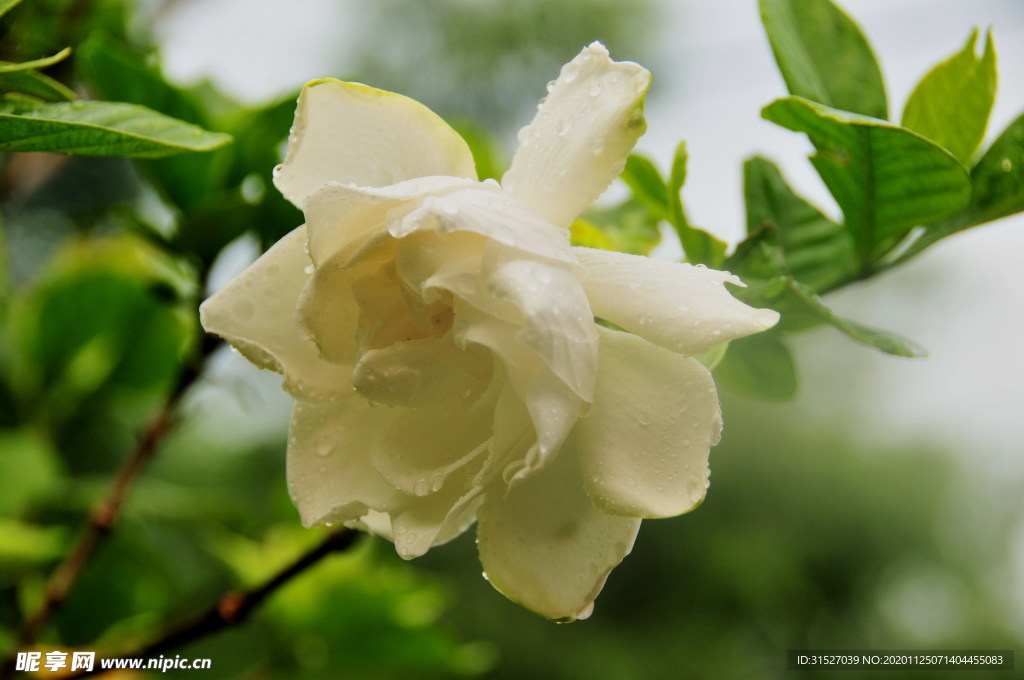 栀子花开