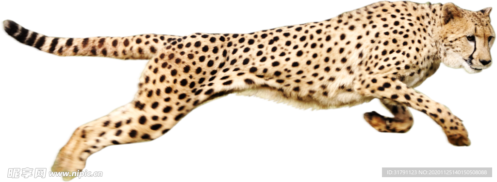豹子