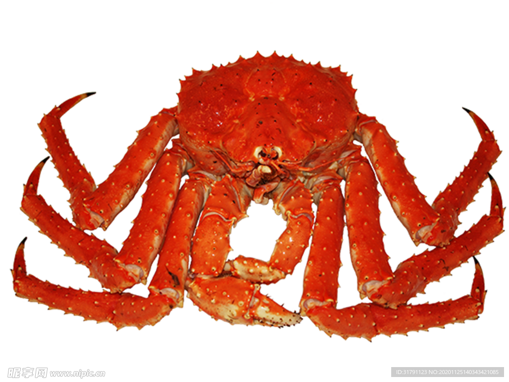 苹果螃蟹飞行鹅春天 库存图片. 图片 包括有 公开承认, 申请人, 移居, 绽放, 粉红色, 结构树, 猛禽 - 13907805