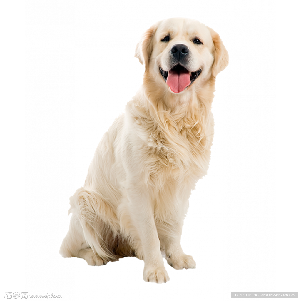 狗