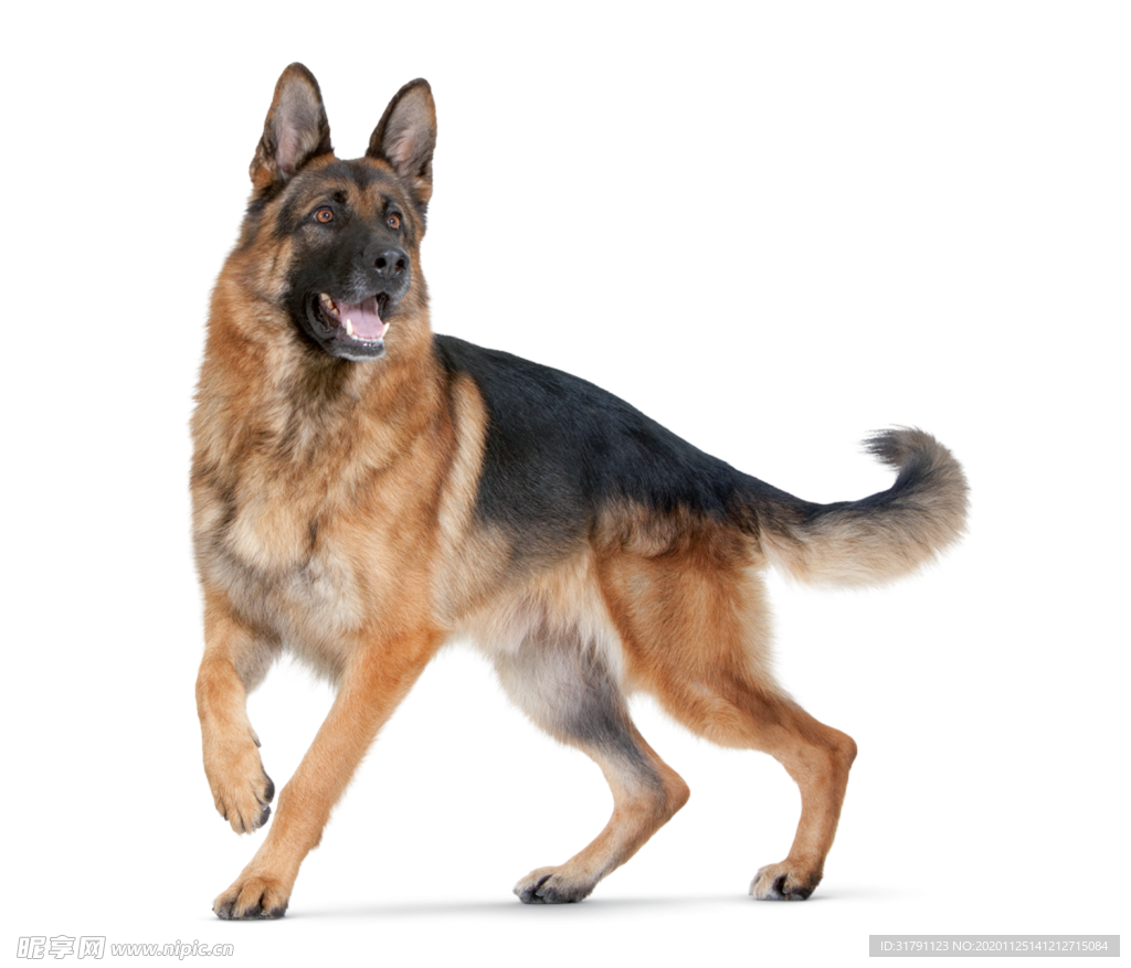 狗