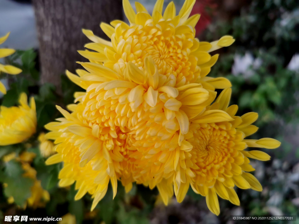 菊花 菊花展 菊花摄影 菊花图