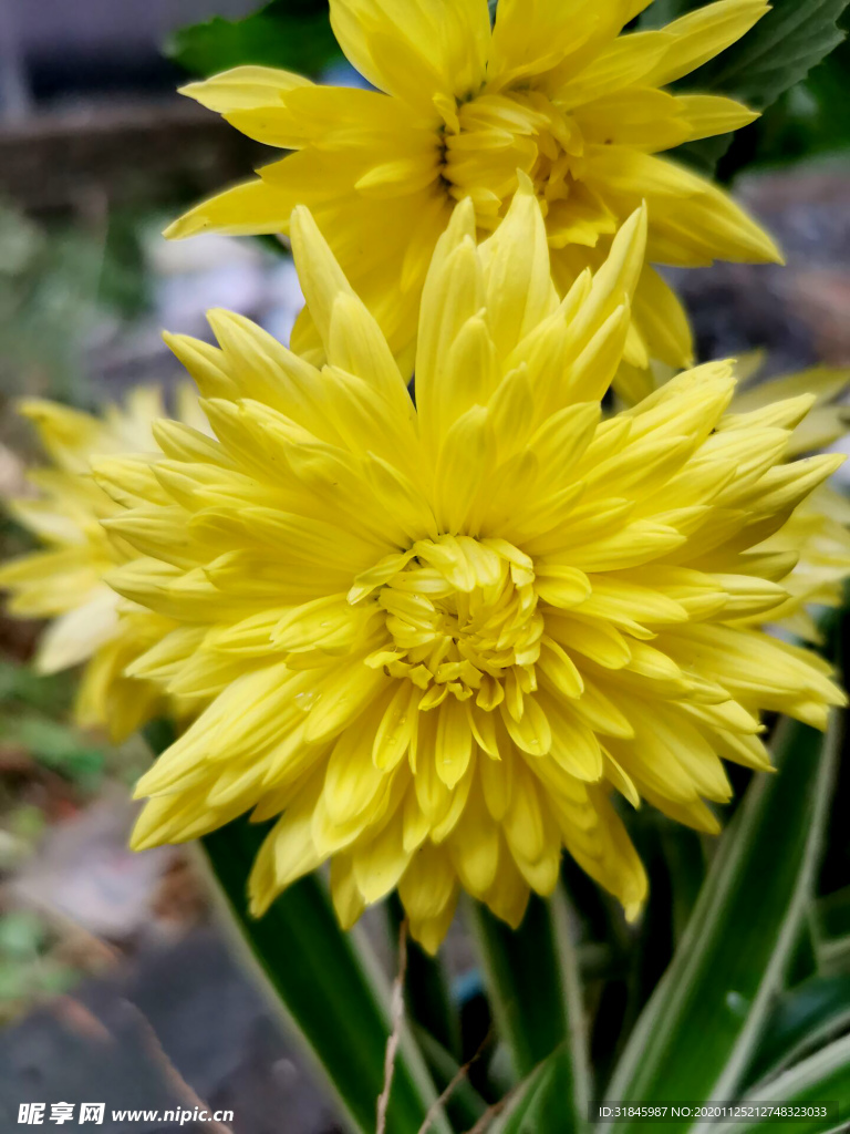 菊花 菊花展 菊花摄影 菊花图