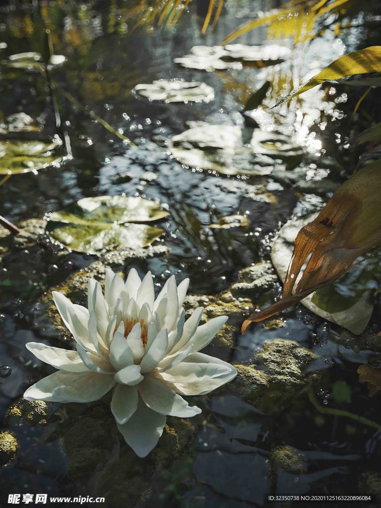 莲花花睡莲意境