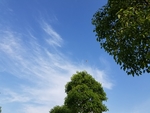 白云 天空 蓝色 绿色 树木