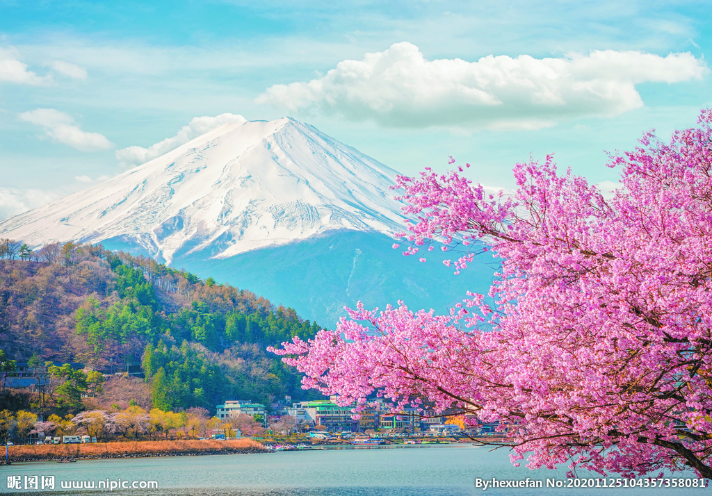 富士山下的湖水樱花装饰背景画