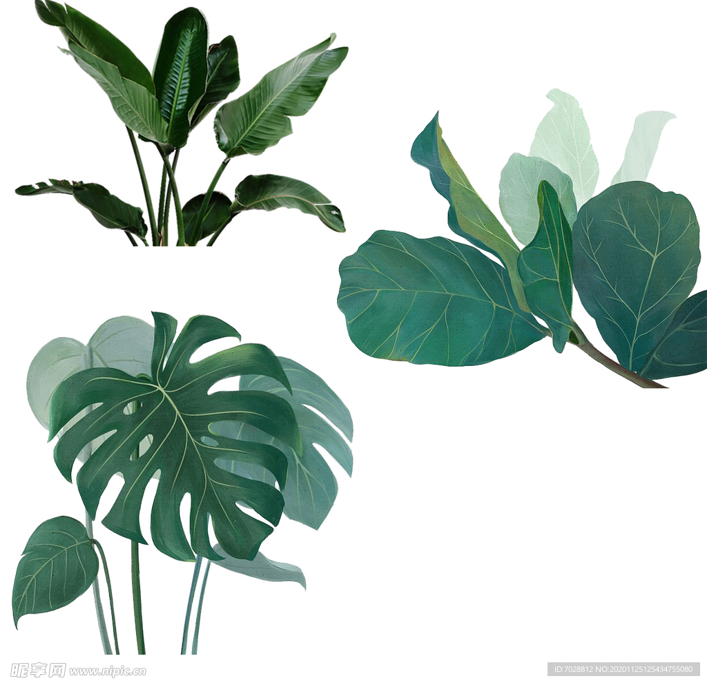 绿植素材