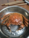 螃蟹