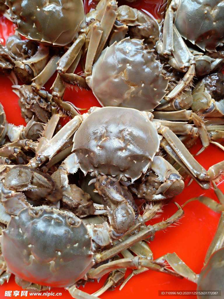 小螃蟹