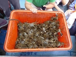 小螃蟹