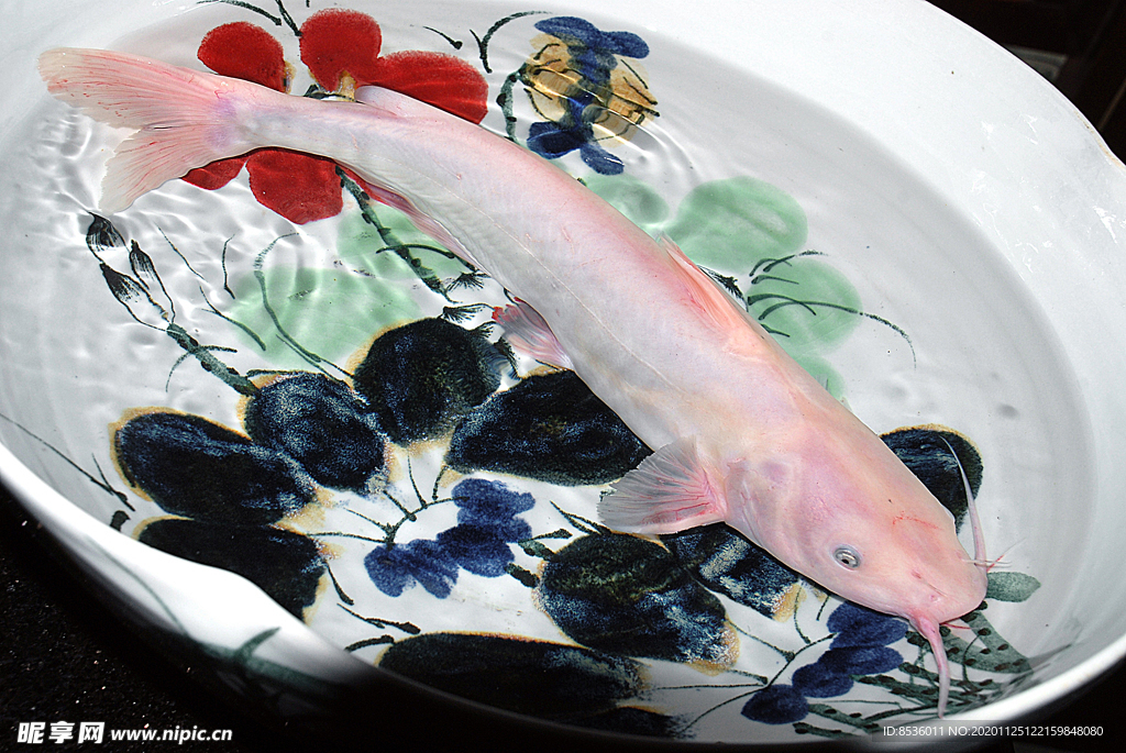 海鲜河鲜红沙鱼
