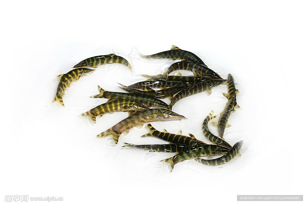 海鲜玄鱼子