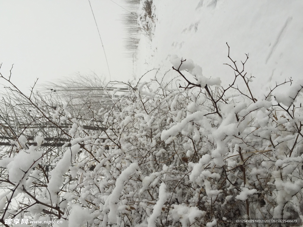 哀雪压枝