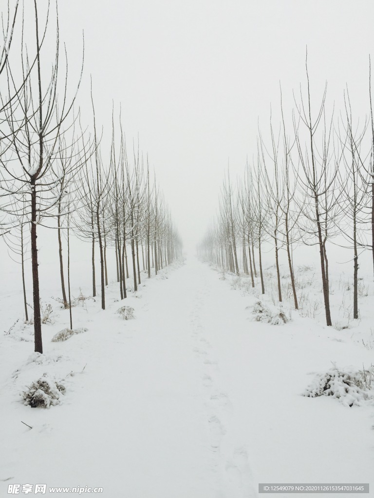 一条冬雪小路