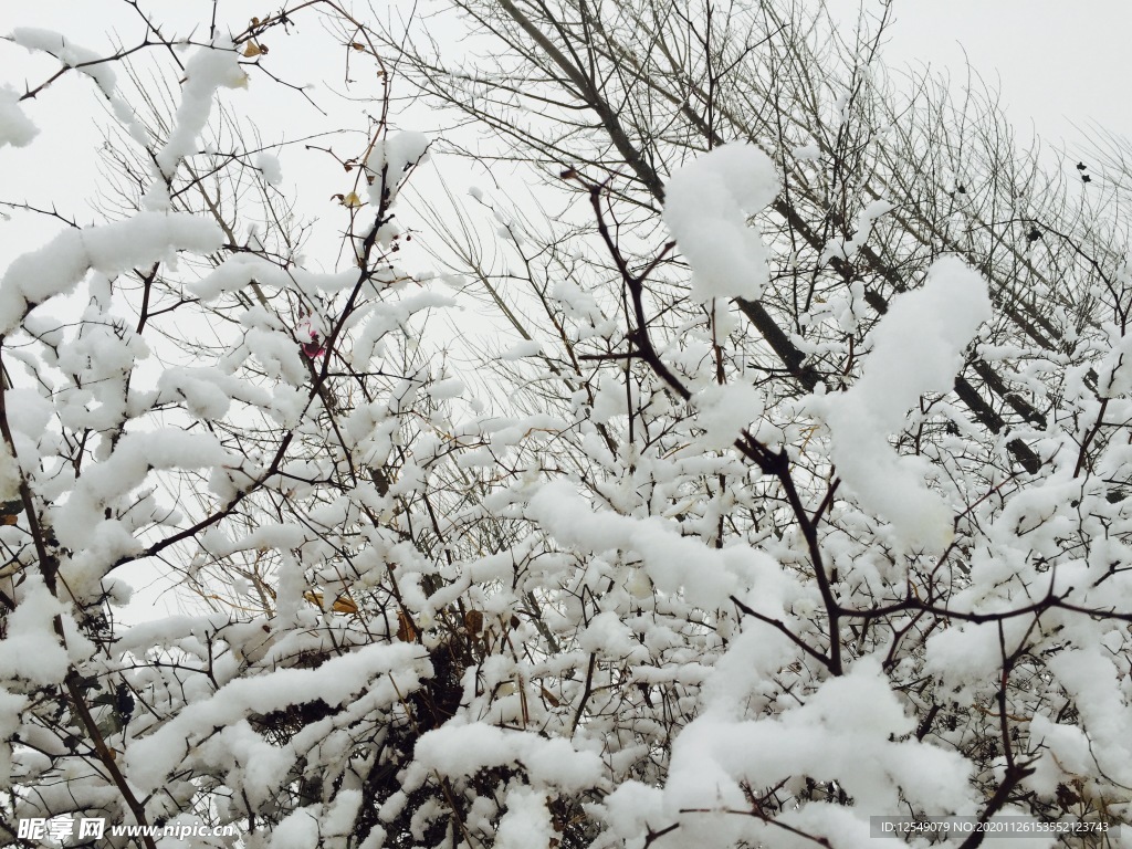 冬雪雅枝头