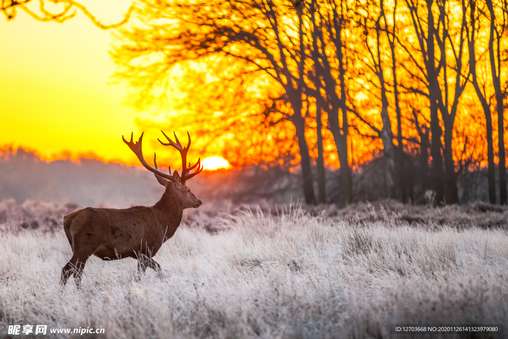 鹿高清摄影