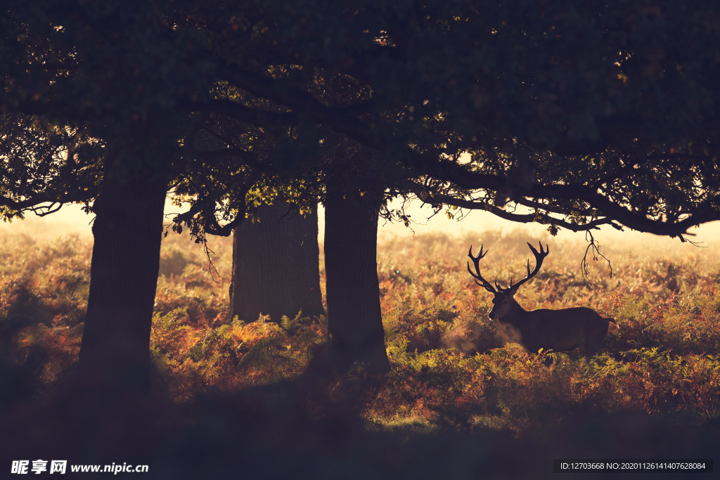 鹿高清摄影