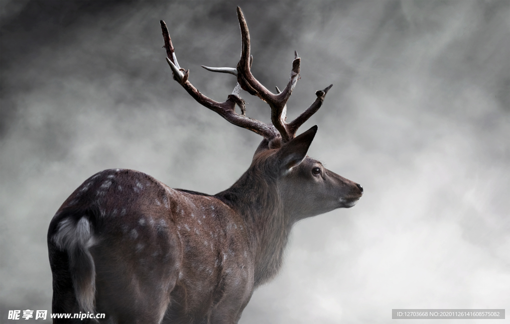 鹿高清摄影