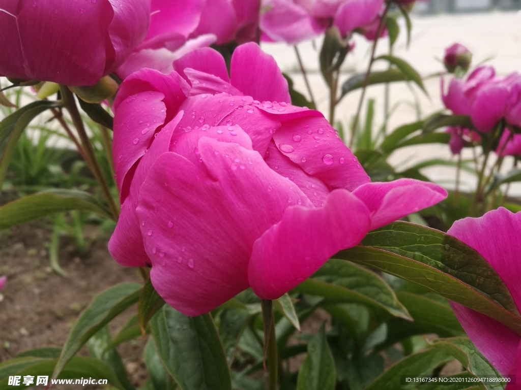 芍药花