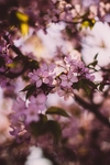 花卉