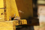 蜜蜂养蜂