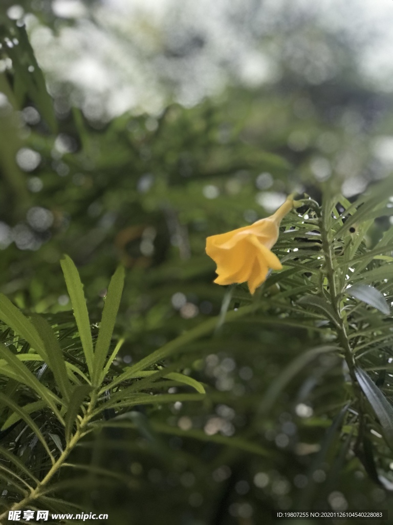 雨花