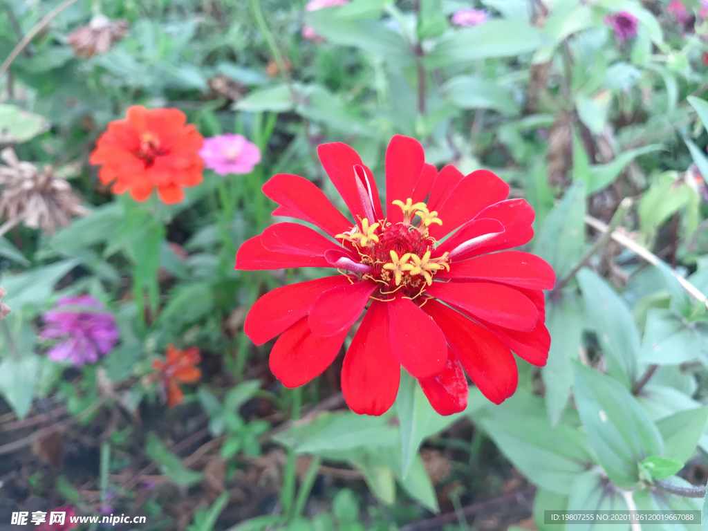 花1
