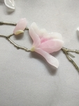 玉兰花