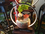 荷叶花